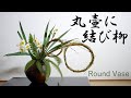 【生け花】丸い壺に結び柳【ikebana】水仙/シダ/瓶花/Round vase/圓形花瓶/Tied willow/綁柳/narcissus/水仙/Narzisse/narcisse/narciso