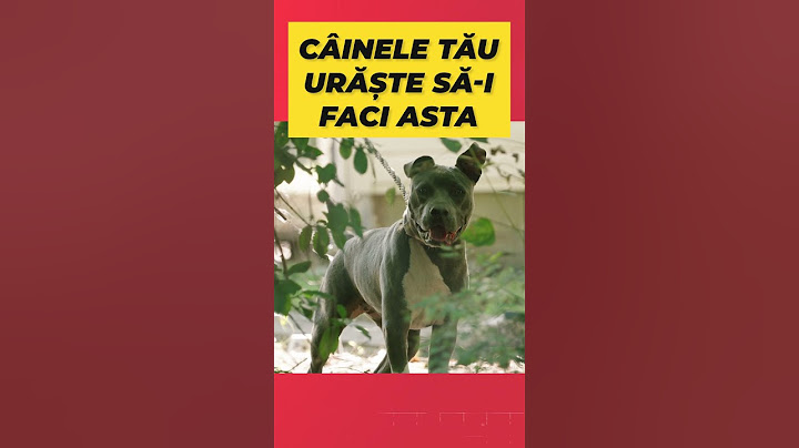 CÂINII URĂSC ACESTE 3 LUCRURI... #shorts #caini