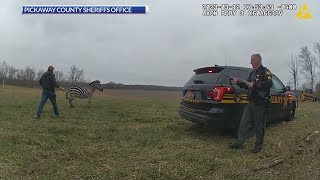 VIDEO | Zebra attacks man in Ohio nearly dismembering his arm;  zebra euthanized