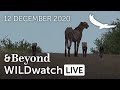 WILDwatch Live | 12 December, 2020 | Afternoon Safari | South Africa