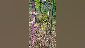 Thumbnail of BUBBLEGUM PLUM TREE 🌳