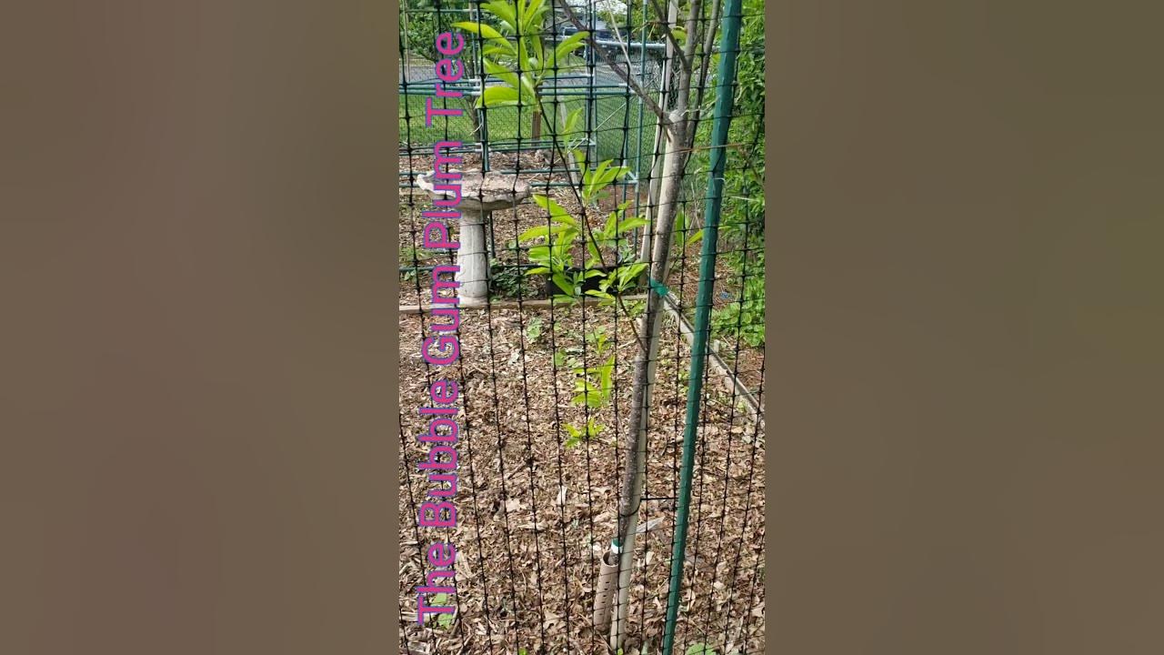 BUBBLEGUM PLUM TREE 🌳