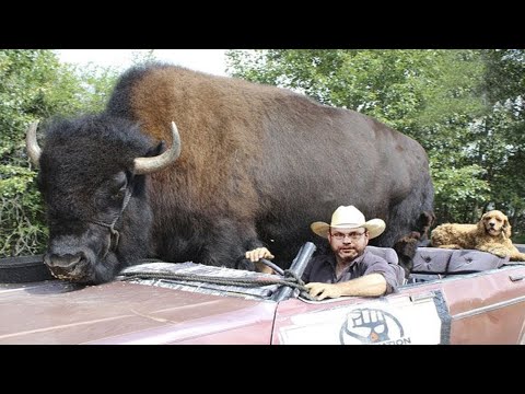 Video: Bissell Startet Seinen Dritten Jährlichen Wettbewerb Für Das Wertvollste Haustier