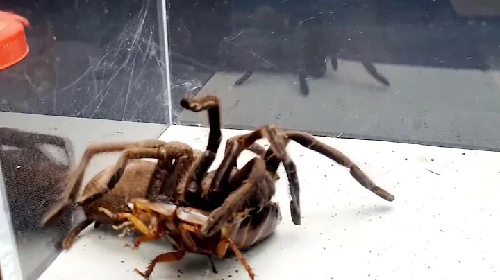 SCORPION vs TARANTULA SPIDER FIGHTING FOR PREY, wh...