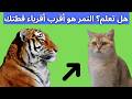 النمر والقط الحقيقة المذهلة حول هذه الرابطة المدهشة 