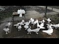 Иранские голуби Виктор
