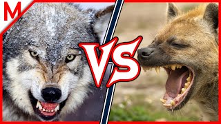 4Grey Wolf vs Spotted Hyena | + Grizzly vs Polar Bear winner