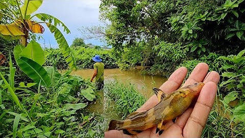 Câu cá Suối | Loài cá không dành cho cần thủ nóng vội - Hậu lâm