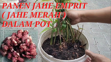 CARA MUDAH PANEN JAHE MERAH/JAHE EMPRIT DALAM POT