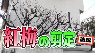 【植木】紅梅の剪定/後編【やきち流】