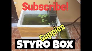 Outdoor Styrobox Guppies Beginner