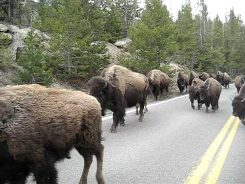 buffalo migration monster