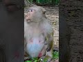 Ep586. The Ultimate Monkey Compilation to Make Your Day Instantly Better