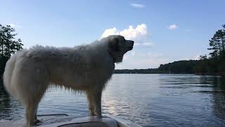 Our Great Pyrenees barking at a goose and the goose quacking back