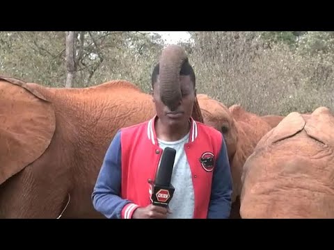 شاهد: فيل رضيع يقاطع مراسلًا تلفزيونياً كينيًا أثناء تقديمه أمام الكاميرا…