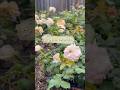 Cream Veranda Year 2 is So Much Better #rose#rosegarden#gardening#gardenplants#spring