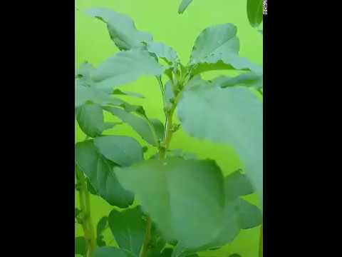 Terrace Garden - YouTube