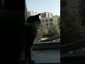 #funny#cat#cute#cats#shorts #recommendations