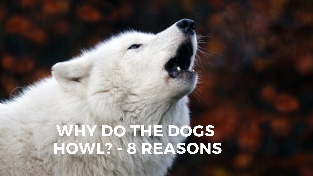 Are Dogs Happy When They Howl?