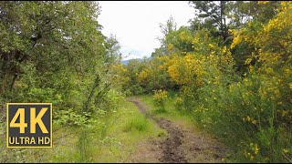 Flowing Forest Nature Walk 4K (With Ambient Nature Sounds And Music)