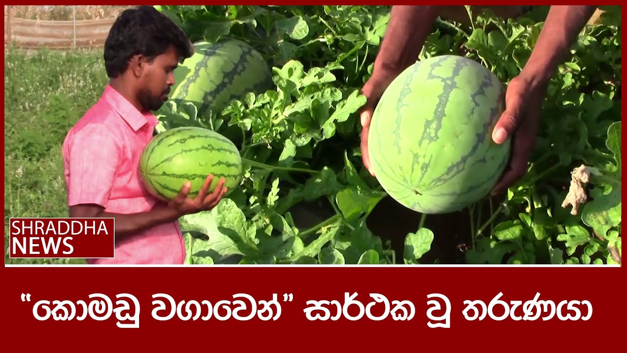 ''කොමඩු වගාවෙන්'' සාර්ථක වූ තරුණයා | 2024-03-11 | Komadu Wagawa Sri ...