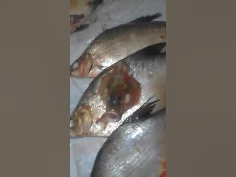 Кок кит - YouTube