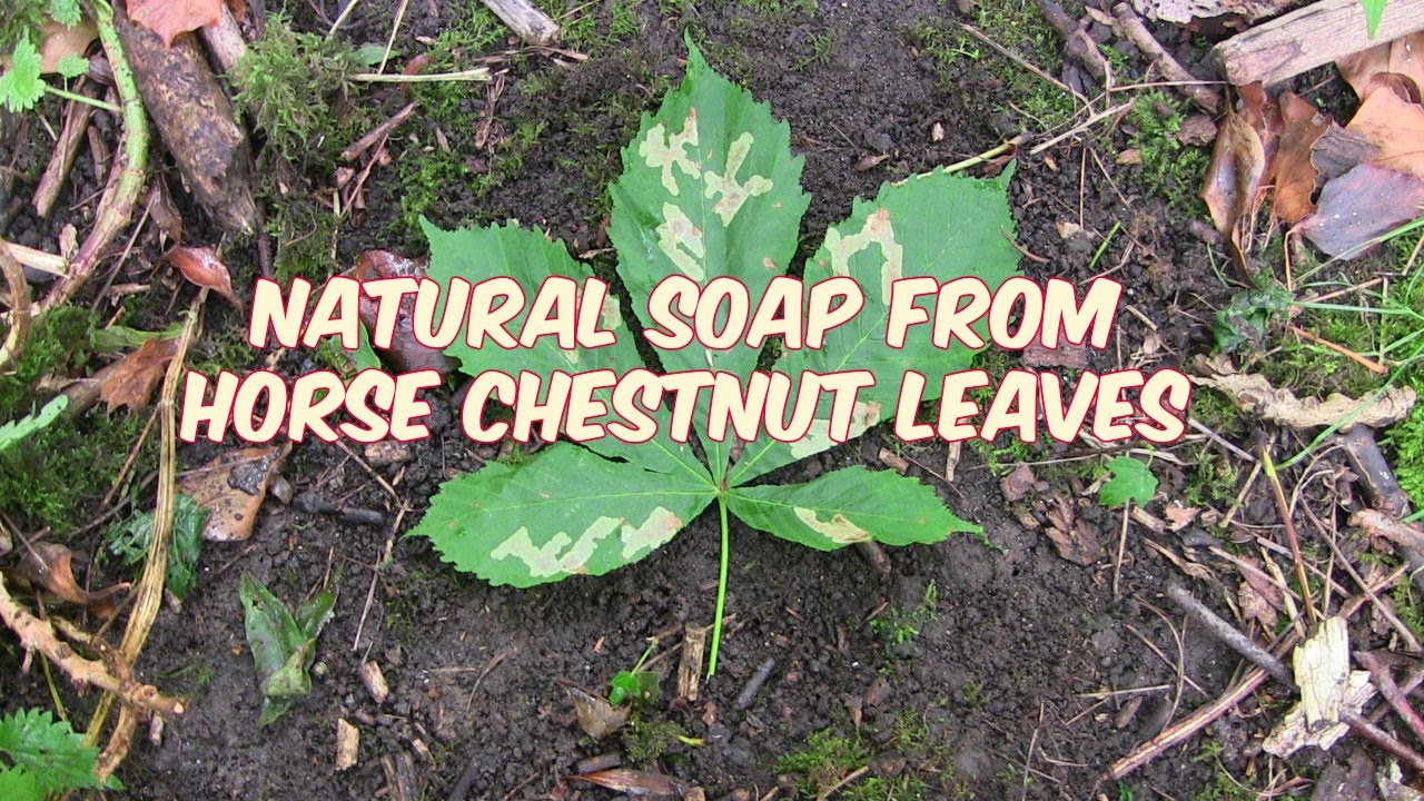 Bushcraft Skills Horse Chestnut Soap YouTube