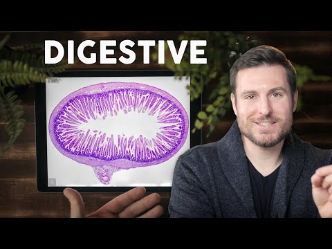 Digestive System Histology Explained for Beginners | Corporis