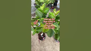 Cây Ổi Ruby ruột đỏ ít hạt giòn ngọt ngon | 0386569374 - Ngọc Ngân Bến Tre | Chuyên cây độc lạ