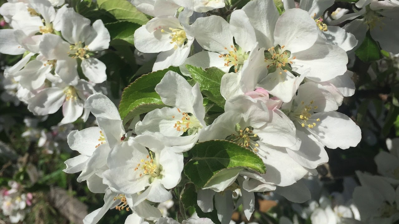 Robert Rønnes Meditation No 13 White Purity