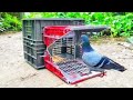Plastic box bird trap | best technique to catch pigeon