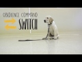 Obedience Command - Switch