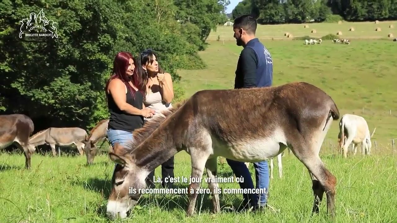 Après l’enfer, la liberté pour ces 20 ânes transférés d’Israël