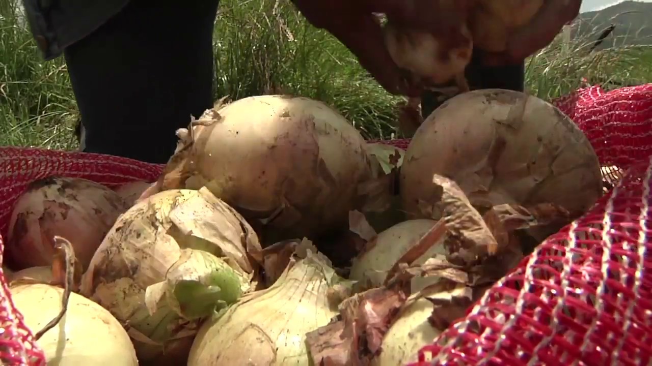 Agricultura al Día ¿Cómo sembrar cebolla cabezona? YouTube Agricultura al Día ¿Cómo sembrar cebolla cabezona? YouTube