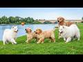 12 Hours of Dog TV 🐶 Soothing Music for Dogs 💤 Help Dogs Sleep with Deep Sleep for Dogs