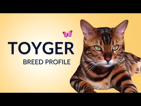 Toyger Cat Breed Profile History Price Traits Grooming Needs Lifespan 