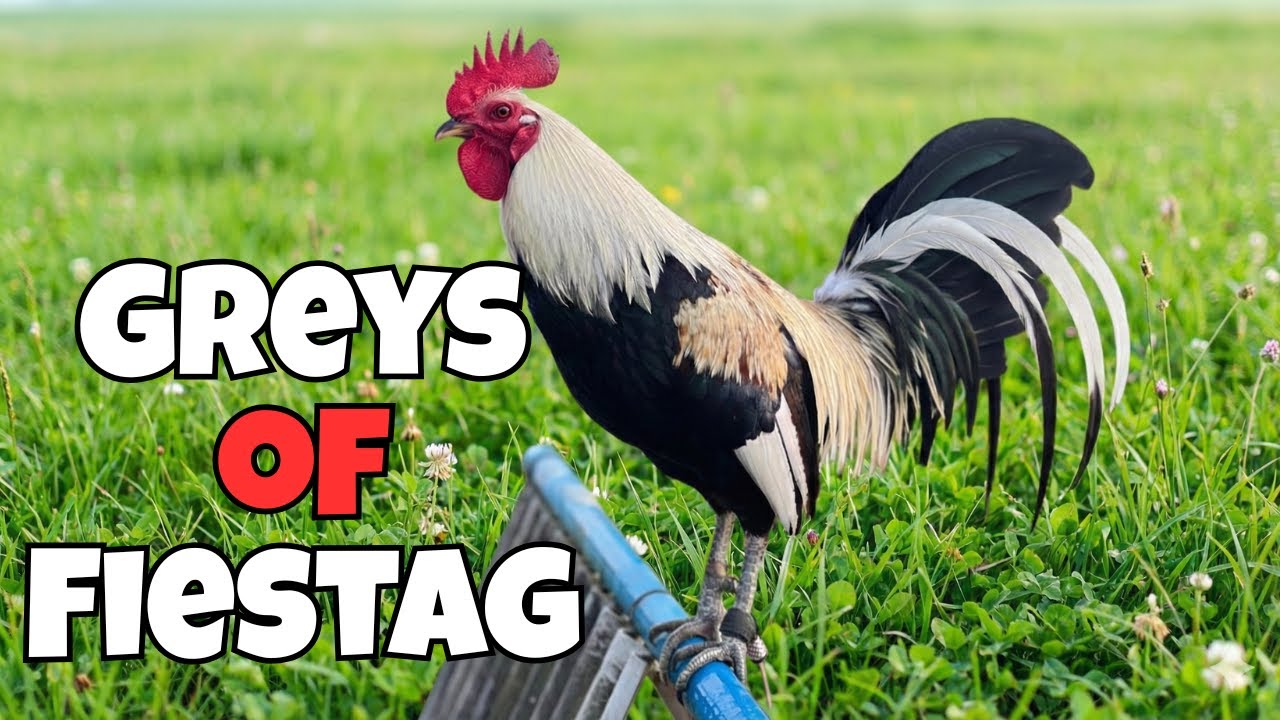 𝐆𝐫𝐞𝐲 𝐅𝐨𝐰𝐥 𝐨𝐟 𝐅𝐢𝐞𝐬𝐭𝐚𝐠 ( 𝐓𝐡𝐞 𝐏𝐨𝐮𝐥𝐭𝐫𝐲 𝐒𝐡𝐨𝐰 )