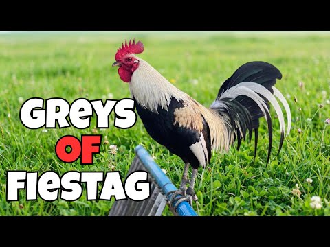 𝐆𝐫𝐞𝐲 𝐅𝐨𝐰𝐥 𝐨𝐟 𝐅𝐢𝐞𝐬𝐭𝐚𝐠 ( 𝐓𝐡𝐞 𝐏𝐨𝐮𝐥𝐭𝐫𝐲 𝐒𝐡𝐨𝐰 )