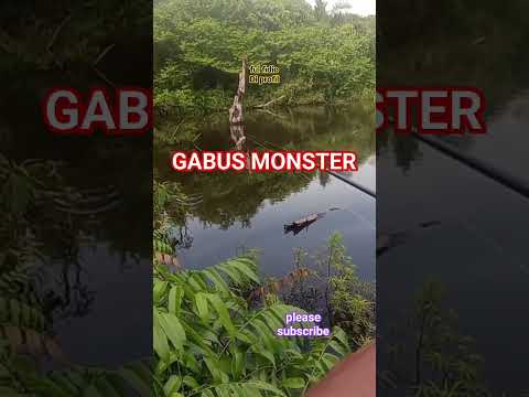 CASTING GABUSS MONSSTERR..#mancing