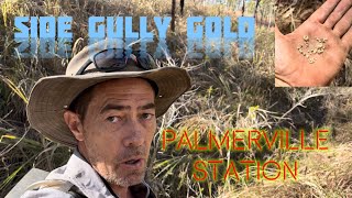 Discovering a side gully with some nice gold on Palmerville station.