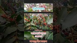 Natural Fruits | Huge amount of Fruits | জামরুল কি পরিমান হইছে দেখুন