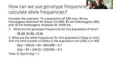 Hardy Weinberg Lab Explained