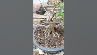 bonsai waru wayang di lepas