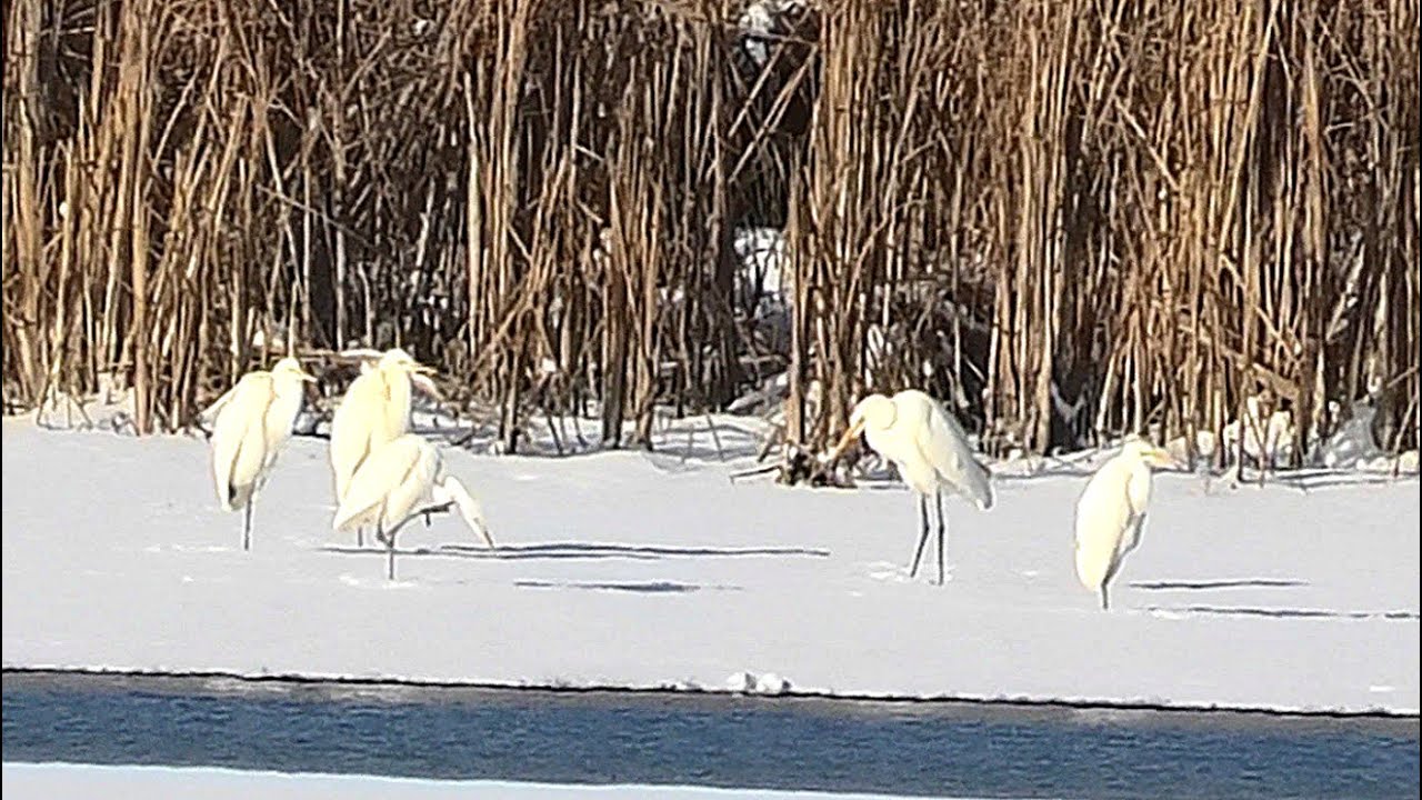 Даже цапли не улетели (снежный январь) || Even the herons didn't fly away (snowy January)