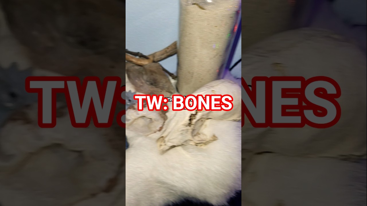 костяной тур 