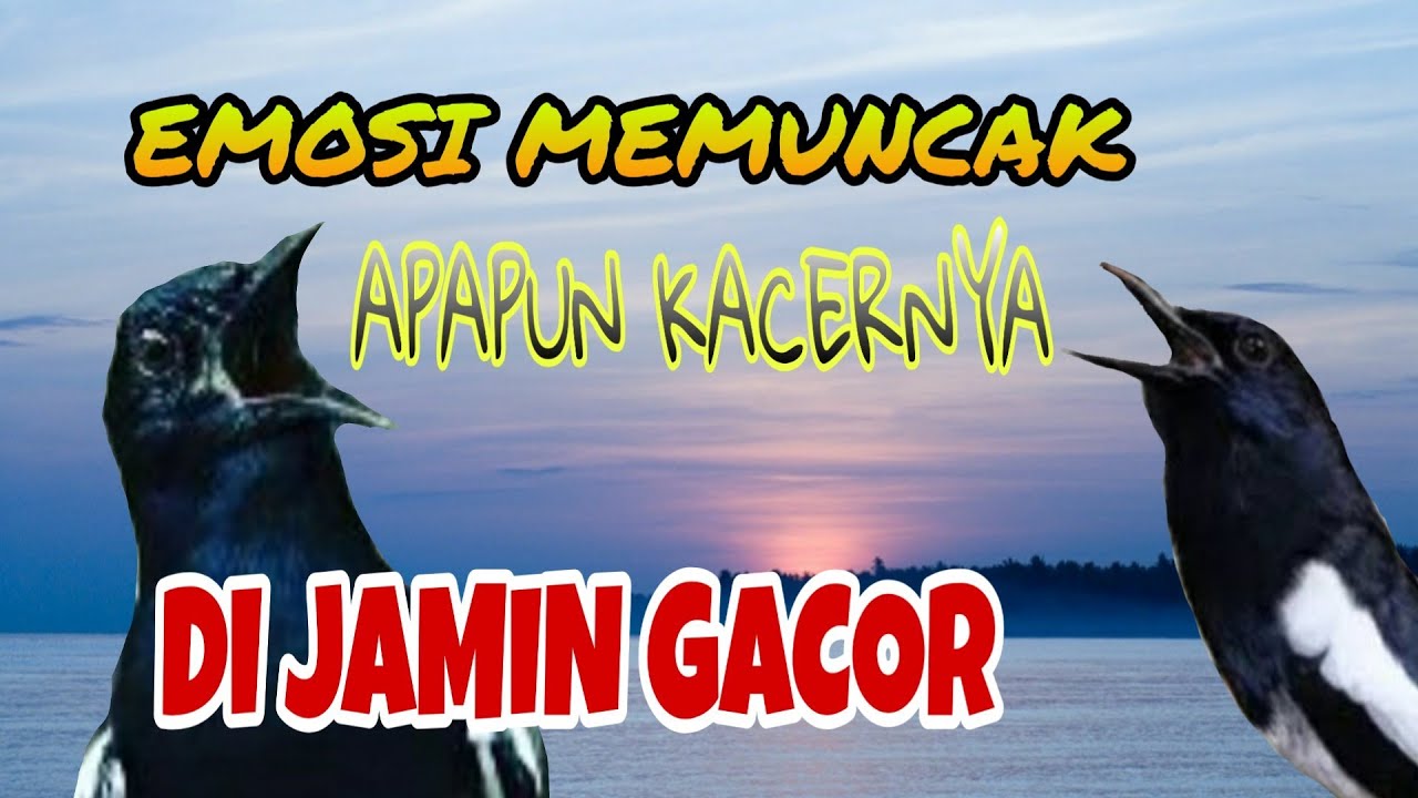 EMOSI KACER | APAPUN KACERNYA DI JAMIN GACOR 