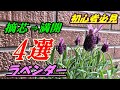 【花】ラベンダーの育て方・摘芯