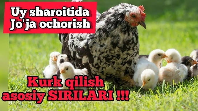 Klizma bilan jinsiy aloqa hamshirasi