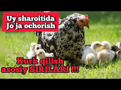 Video: Tovuq Go'shtini Suyaklardan Qanday Ajratish Mumkin