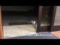チーママのりちゃん!2017年11月16日、やっぱり、お外は怖いよ!